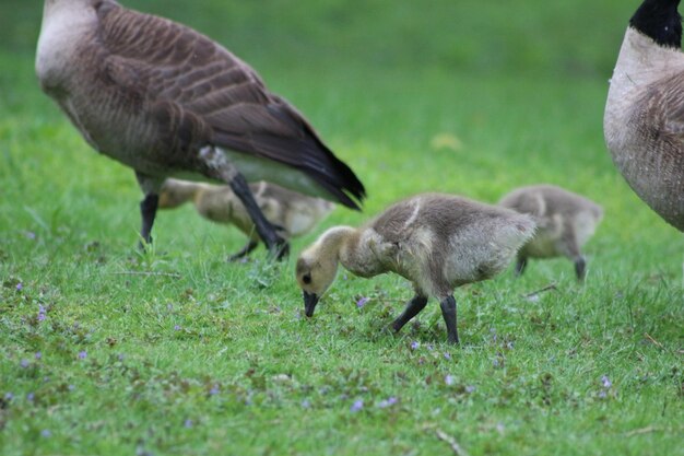 Foto vogels op het gras.