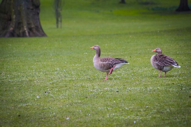 Foto vogels op het grasveld