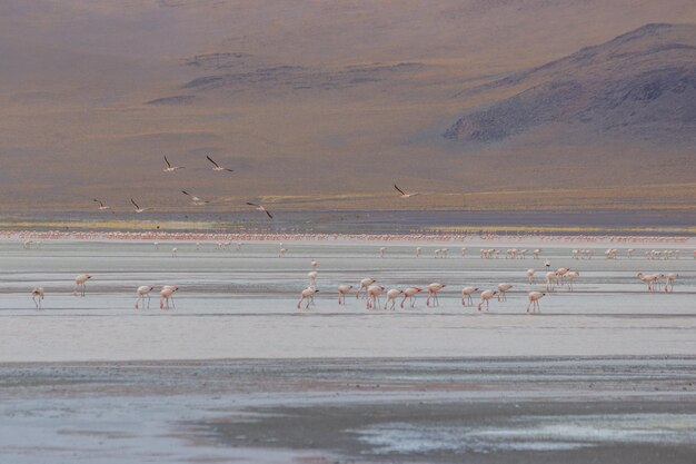 Vogels op het land.
