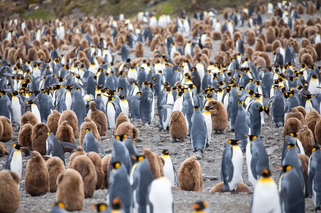 Foto vogels op het land.