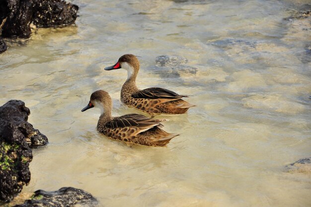 vogels op het strand op de Galapagos-eilanden Ecuador