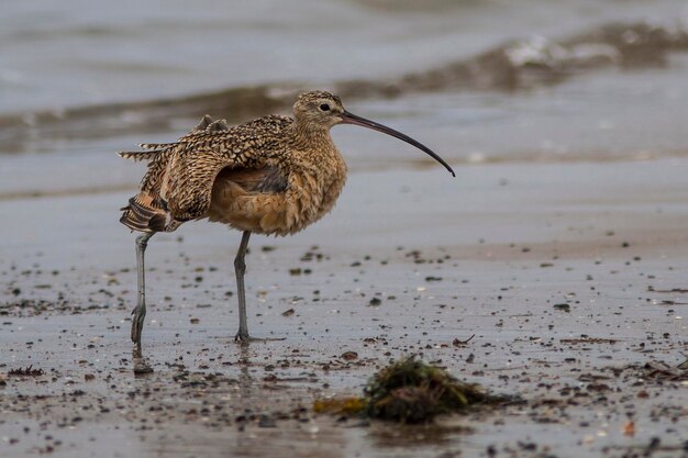 Foto vogels op het strand