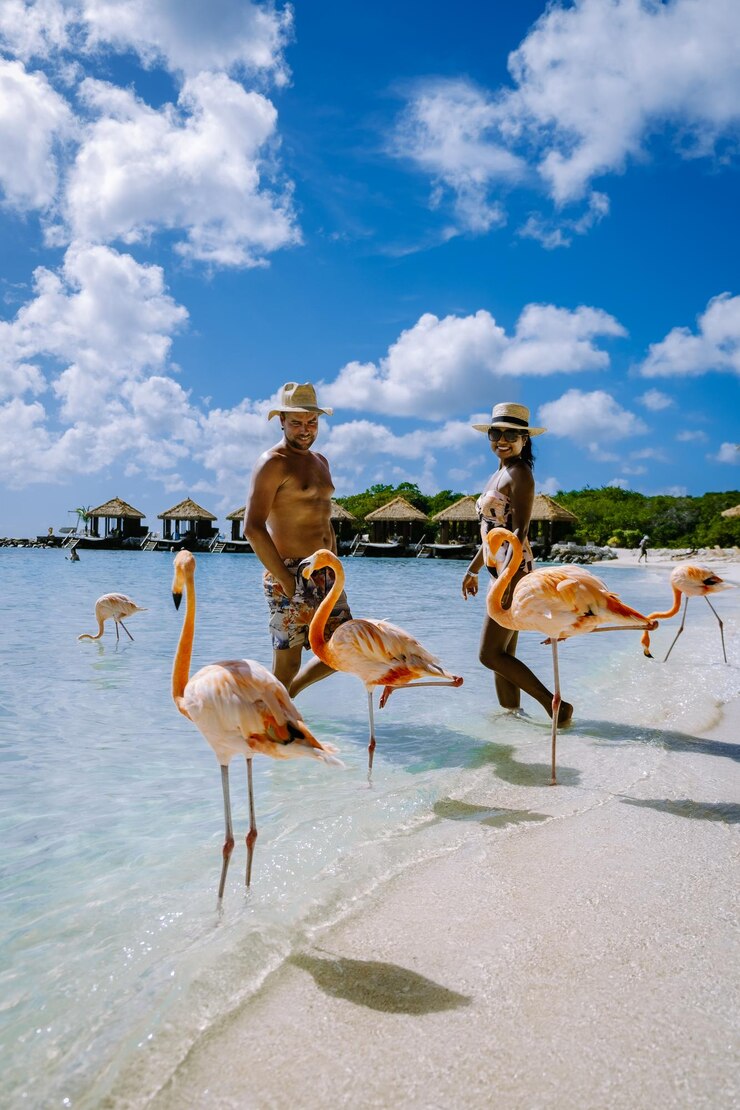Foto vogels op het strand