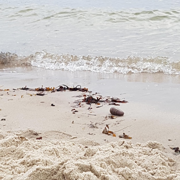 Foto vogels op het strand