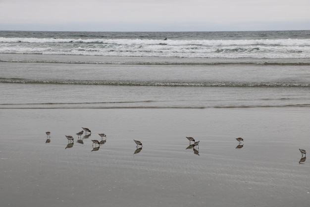 Foto vogels op het strand.