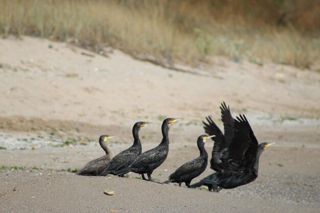 Foto vogels op het strand.