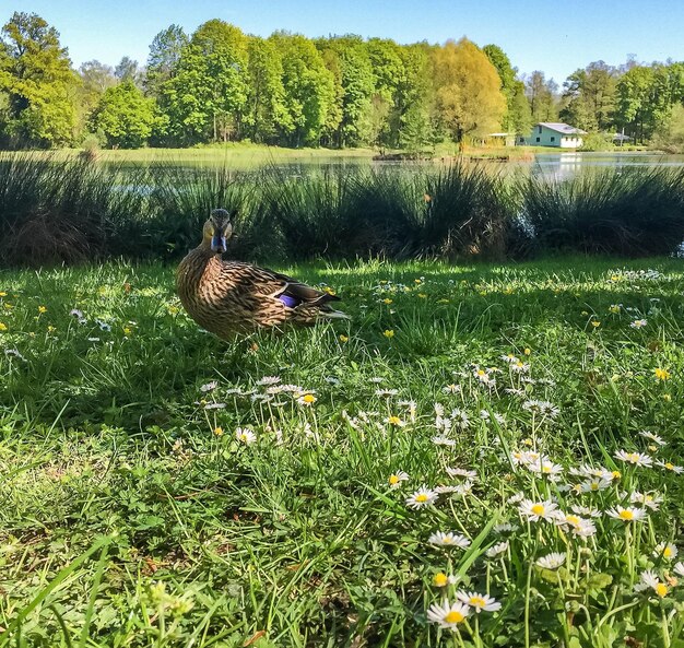 Foto vogels op het veld bij het meer