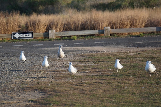 Foto vogels op het veld