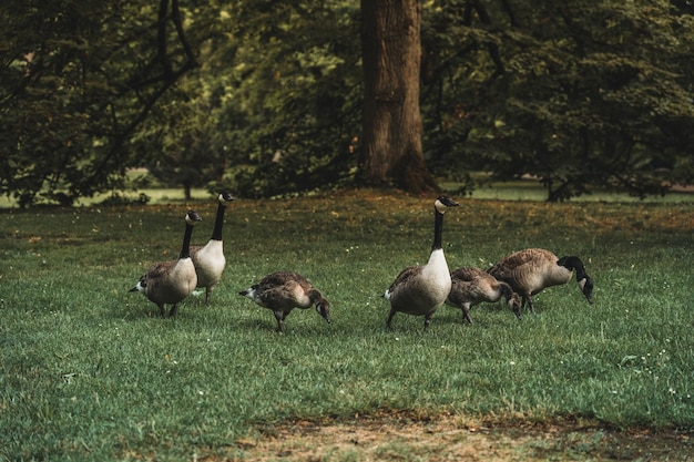 Foto vogels op het veld