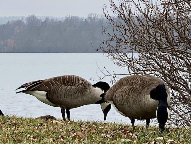 Foto vogels op het veld