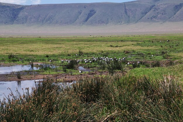 Vogels op safari in Kenia en Tanzania Afrika