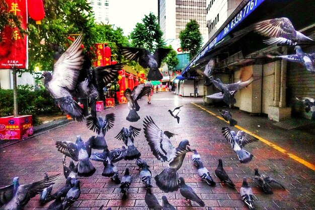 Foto vogels op straat in de stad