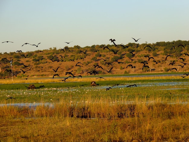 Vogels op Zambezi rivier Botswana Afrika