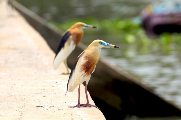 Vogels per meer