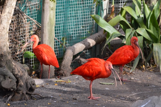 Foto vogels per plant