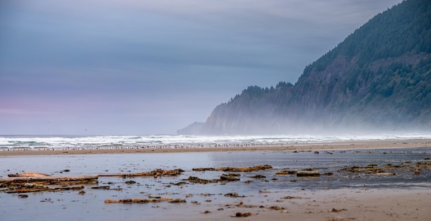 Vogels rusten heel vroeg op het zand van het strand bij zonsopgang in Manzanita Oregon USA