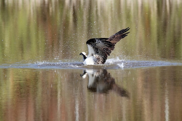 Foto vogels spetteren in het water