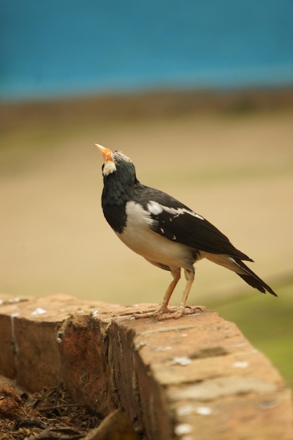 Foto vogels van het bos