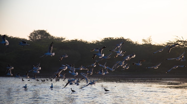 Vogels vliegen boven het water.