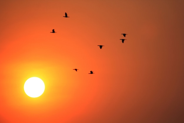 vogels vliegen door de ondergaande zon