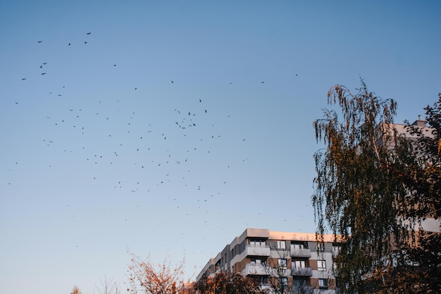 Vogels vliegen in de herfst over een hoog gebouw in de stad tegen de blauwe lucht.