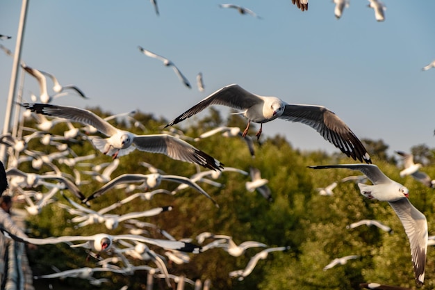 Vogels vliegen in de lucht.