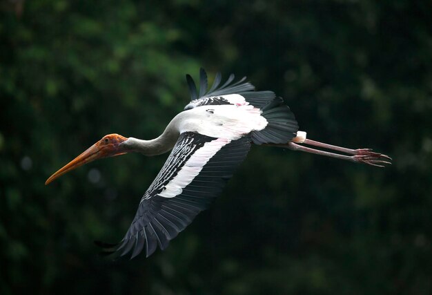 Vogels vliegen in de lucht.