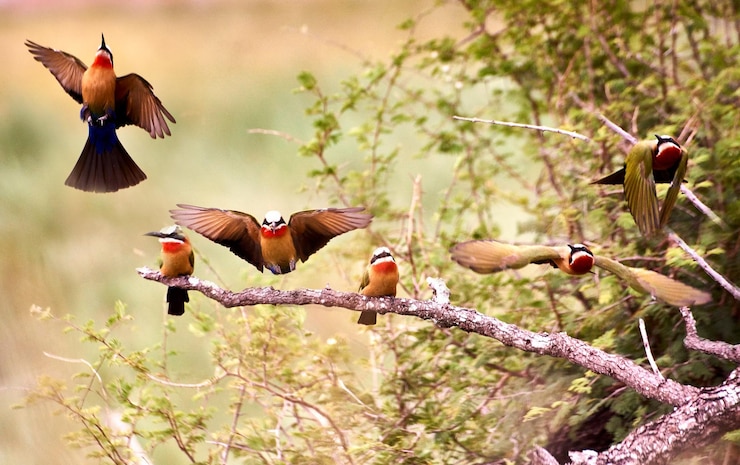 Foto vogels vliegen in een boom.