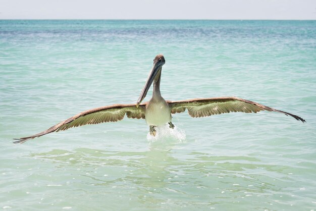 Foto vogels vliegen over de zee tegen de lucht