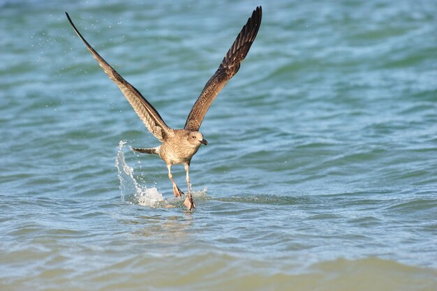 Foto vogels vliegen over de zee.