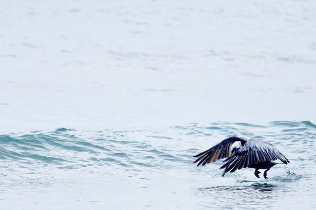 Foto vogels vliegen over de zee.