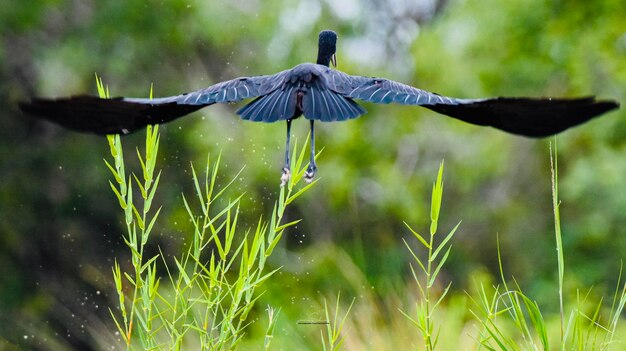 Foto vogels vliegen over een land.