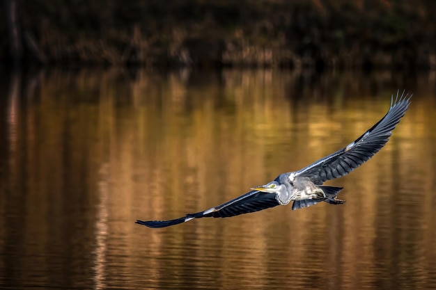 Vogels vliegen over een meer.