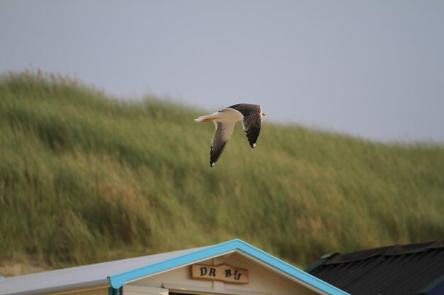 Vogels vliegen over een veld.