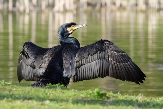 Foto vogels vliegen over een veld.