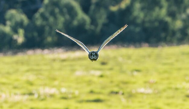 Vogels vliegen over een veld.