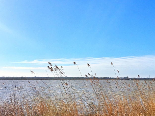 Foto vogels vliegen over het gras tegen de blauwe hemel.