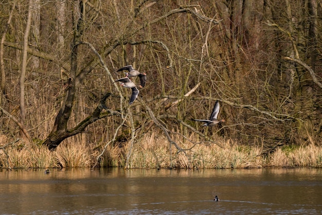 Foto vogels vliegen over het meer bij kale bomen in het bos.