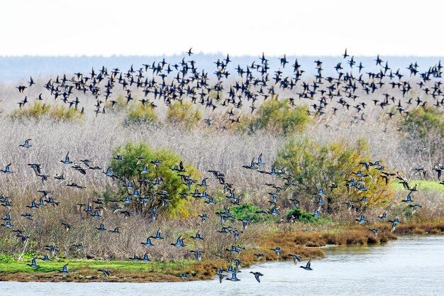 Vogels vliegen over het meer.