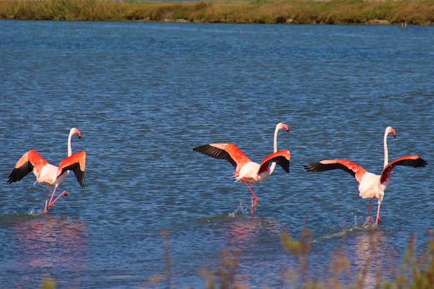 Foto vogels vliegen over het meer.