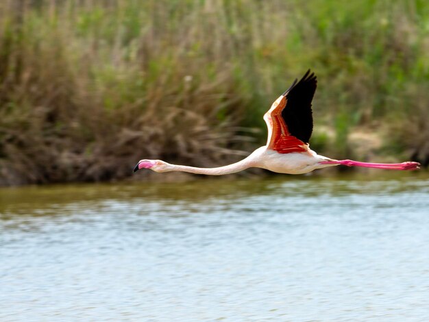 Vogels vliegen over het meer.