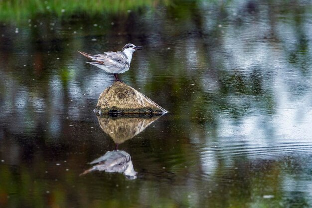 Foto vogels vliegen over het meer.