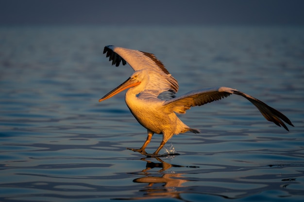 Foto vogels vliegen over het meer.