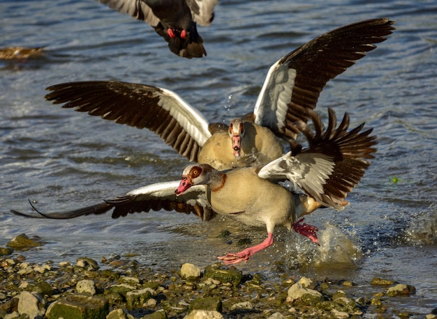 Foto vogels vliegen over het meer.