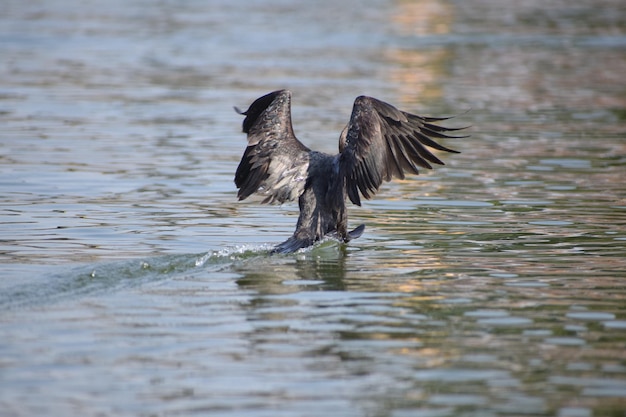 Vogels vliegen over het meer.