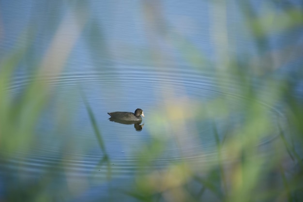 Foto vogels vliegen over het meer.