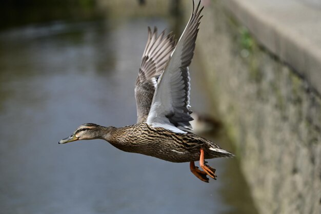 Vogels vliegen over het meer.