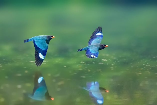 Vogels vliegen over het meer.