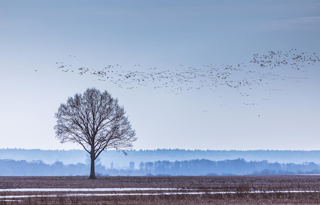 Foto vogels vliegen over het veld tegen de lucht