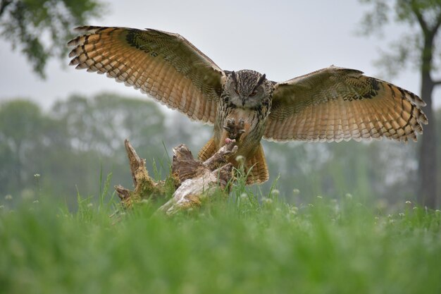 Foto vogels vliegen over het veld.